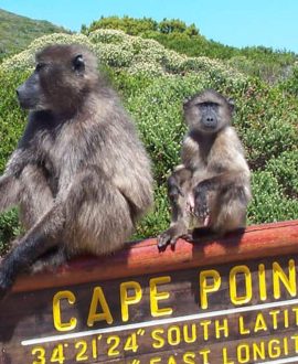 Cape Point Nature Reserve